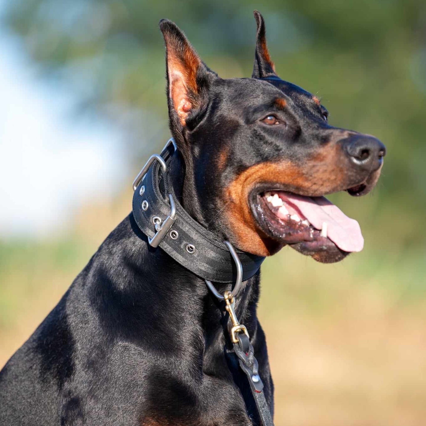 2" Padded Working Dog Collar