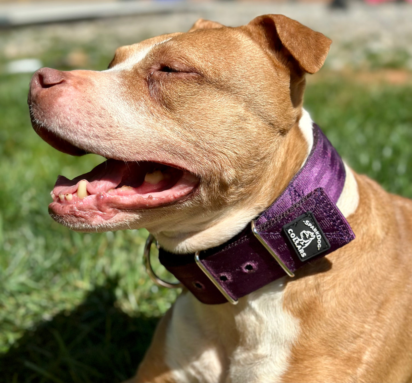 2" Padded Working Dog Collar