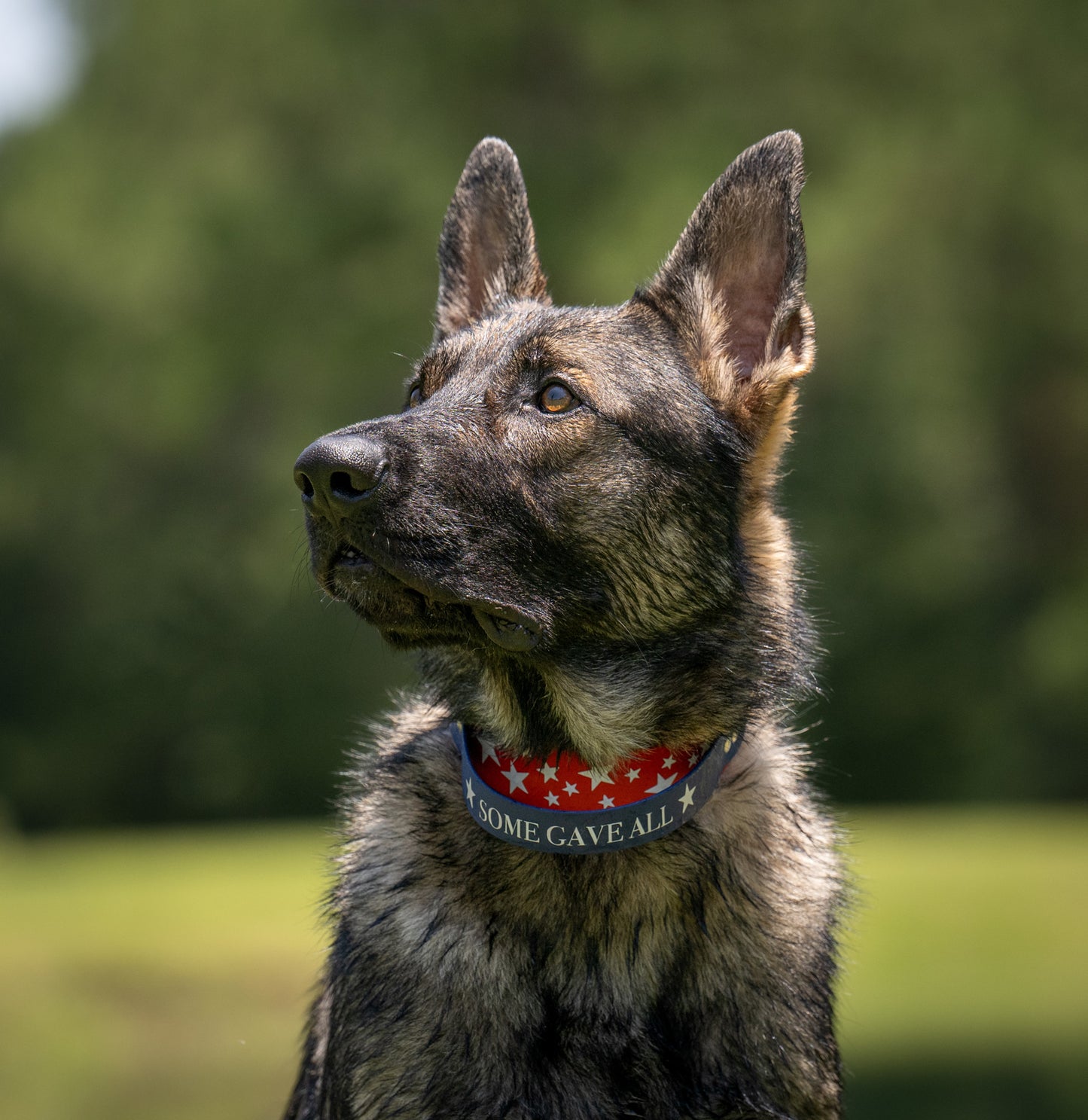 Dock Diver-1.5” Stainless Steel