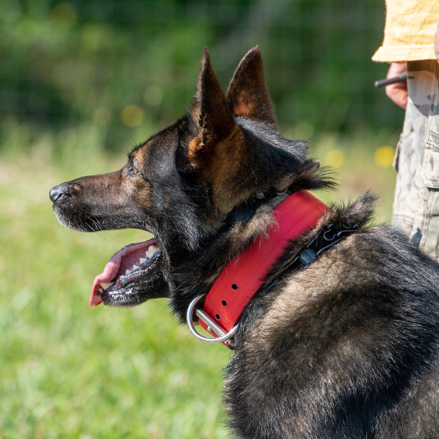 2" Padded Working Dog Collar