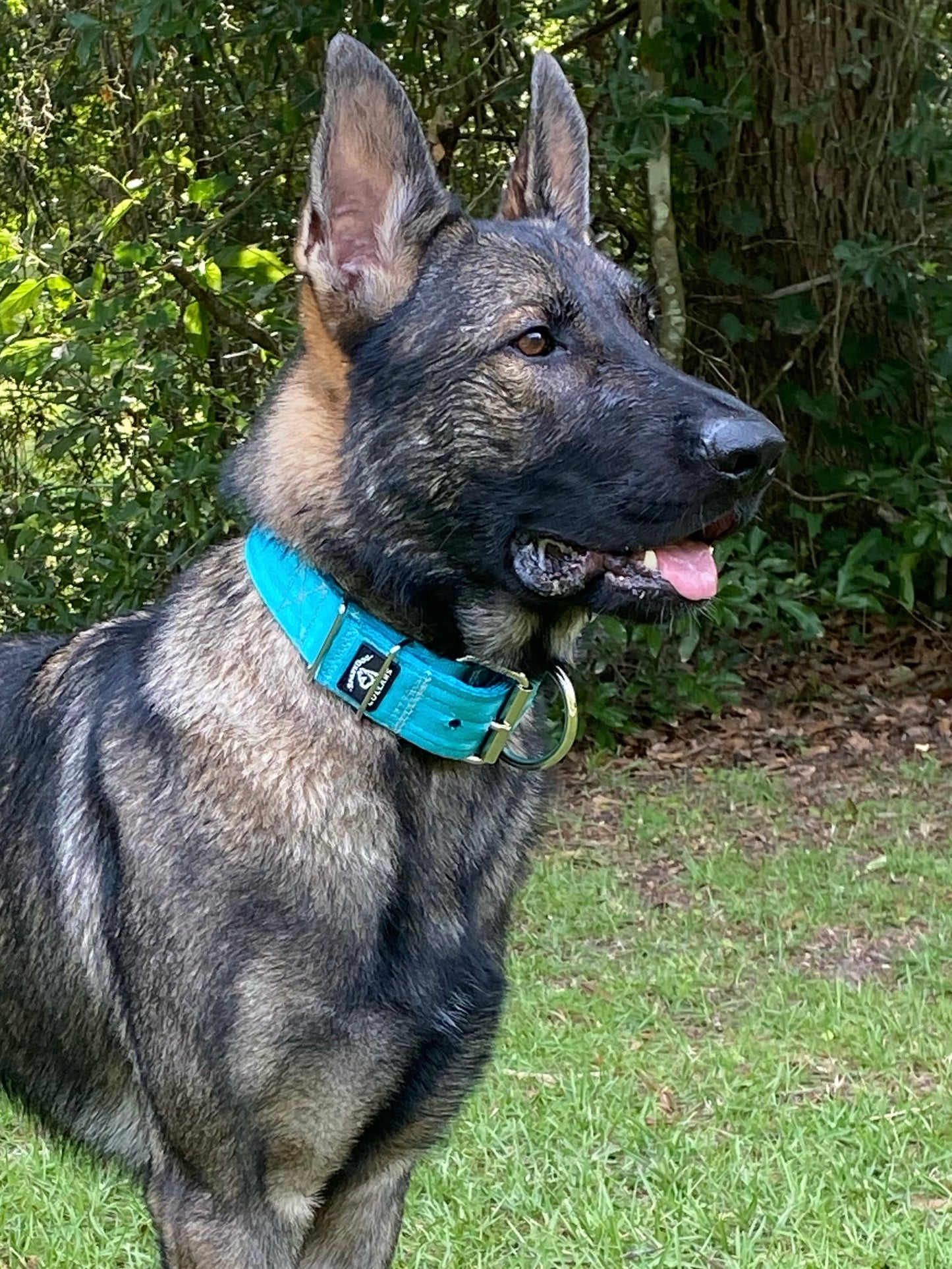 2" Padded Working Dog Collar