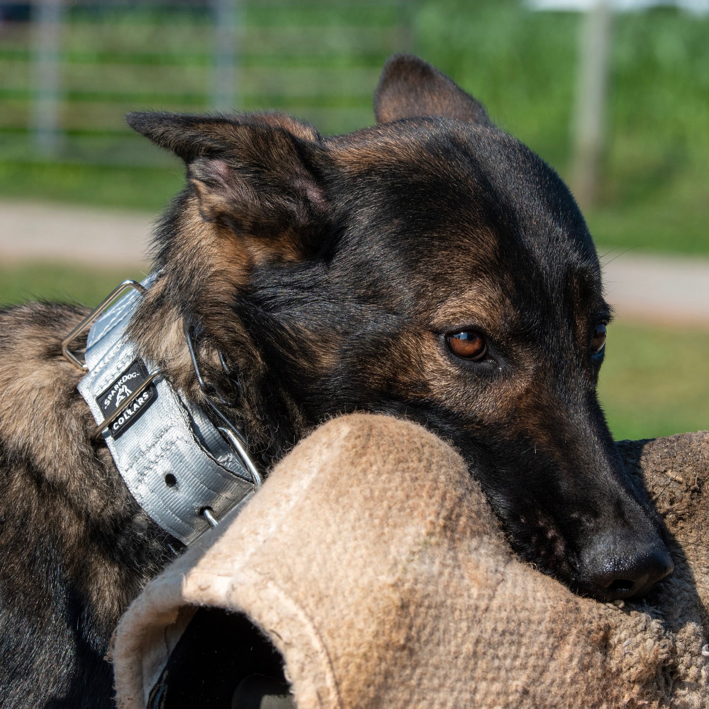 2" Padded Working Dog Collar