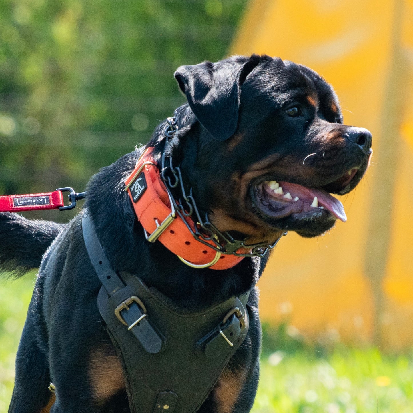 2" Padded Working Dog Collar