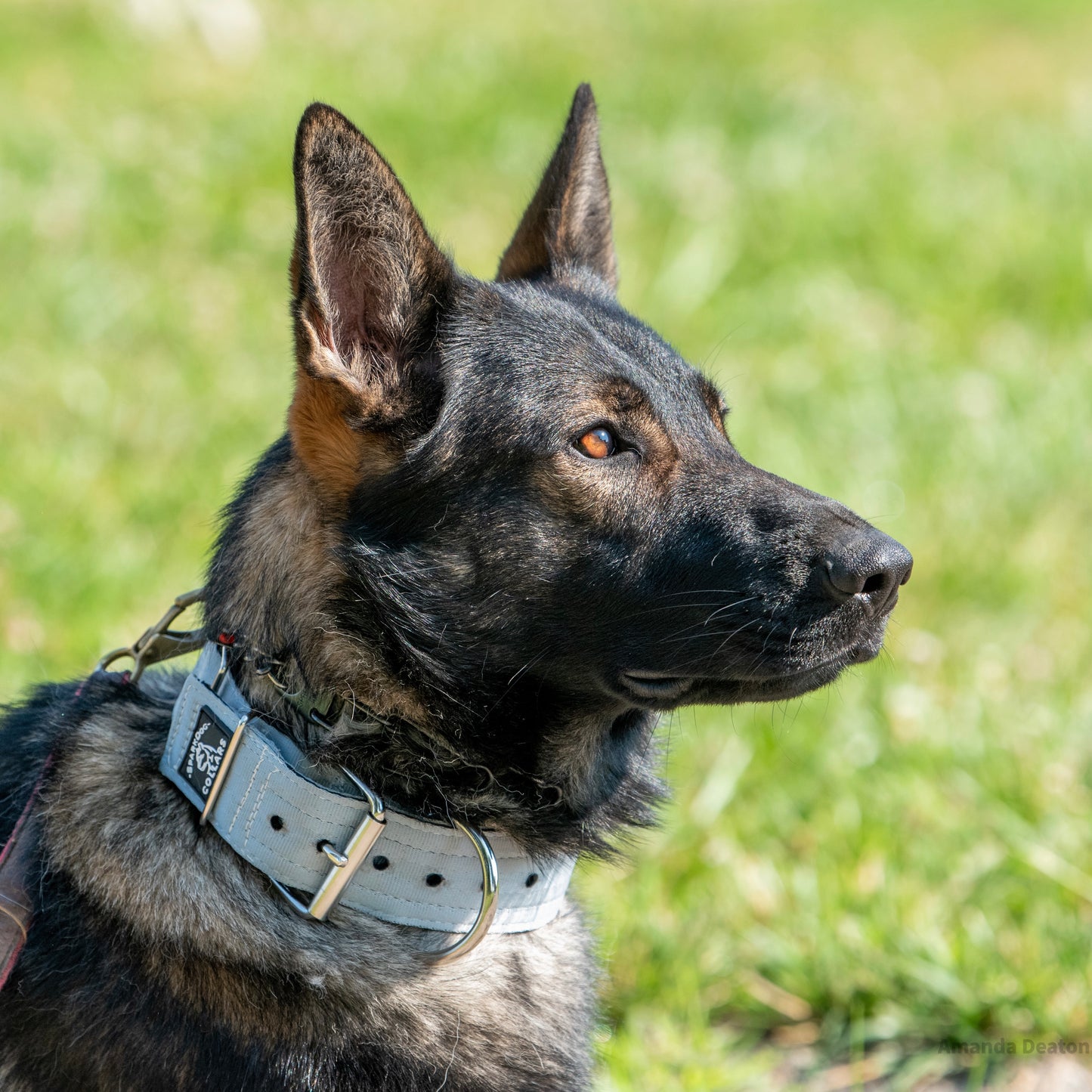 2" Padded Working Dog Collar