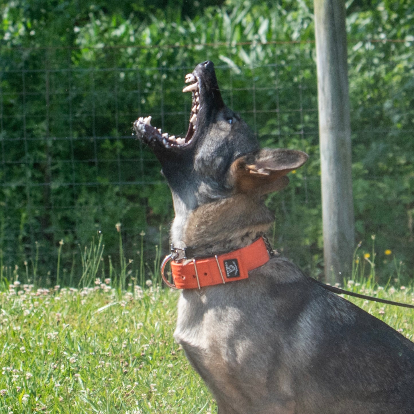 2" Padded Working Dog Collar