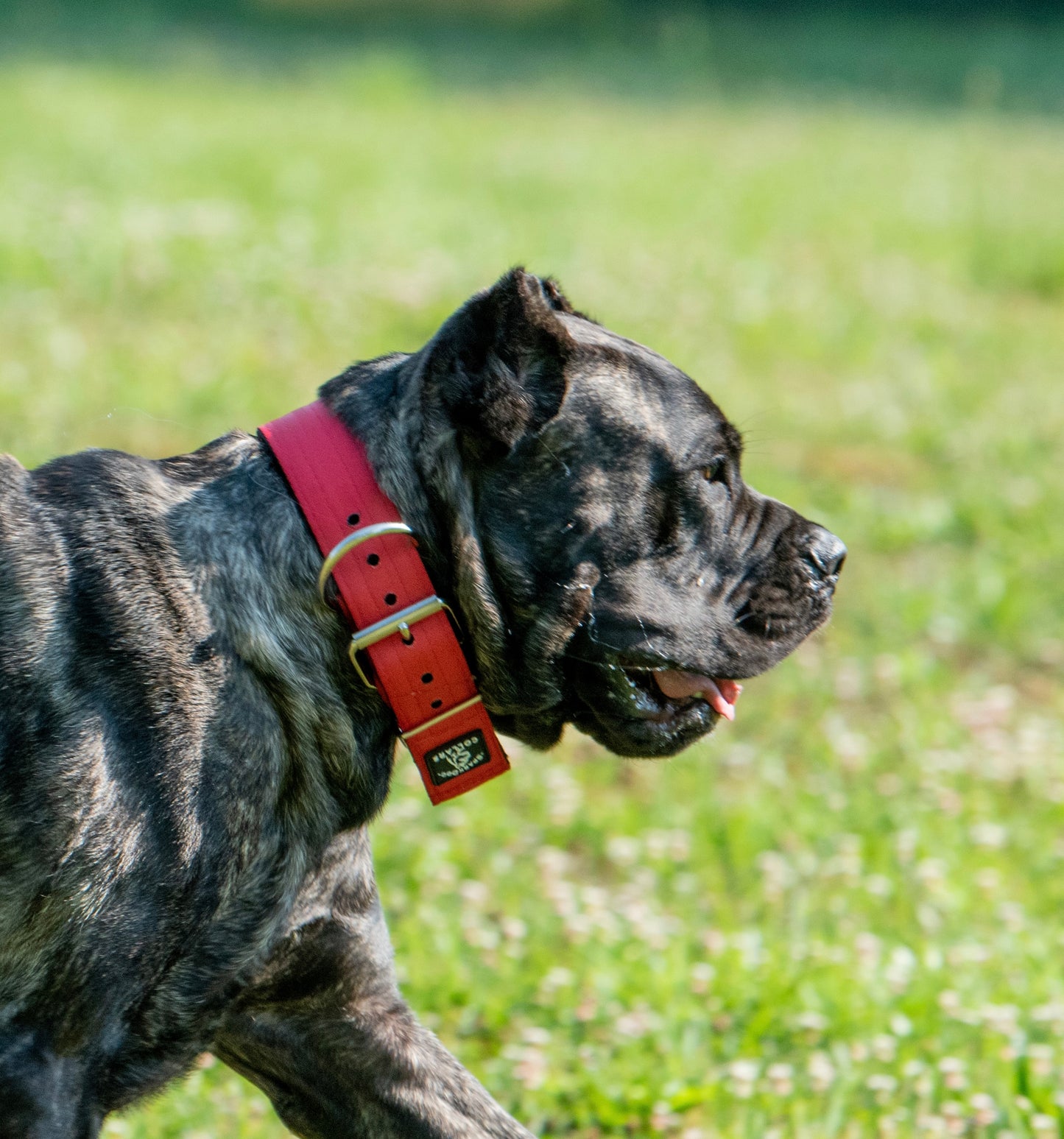 2" Padded Working Dog Collar