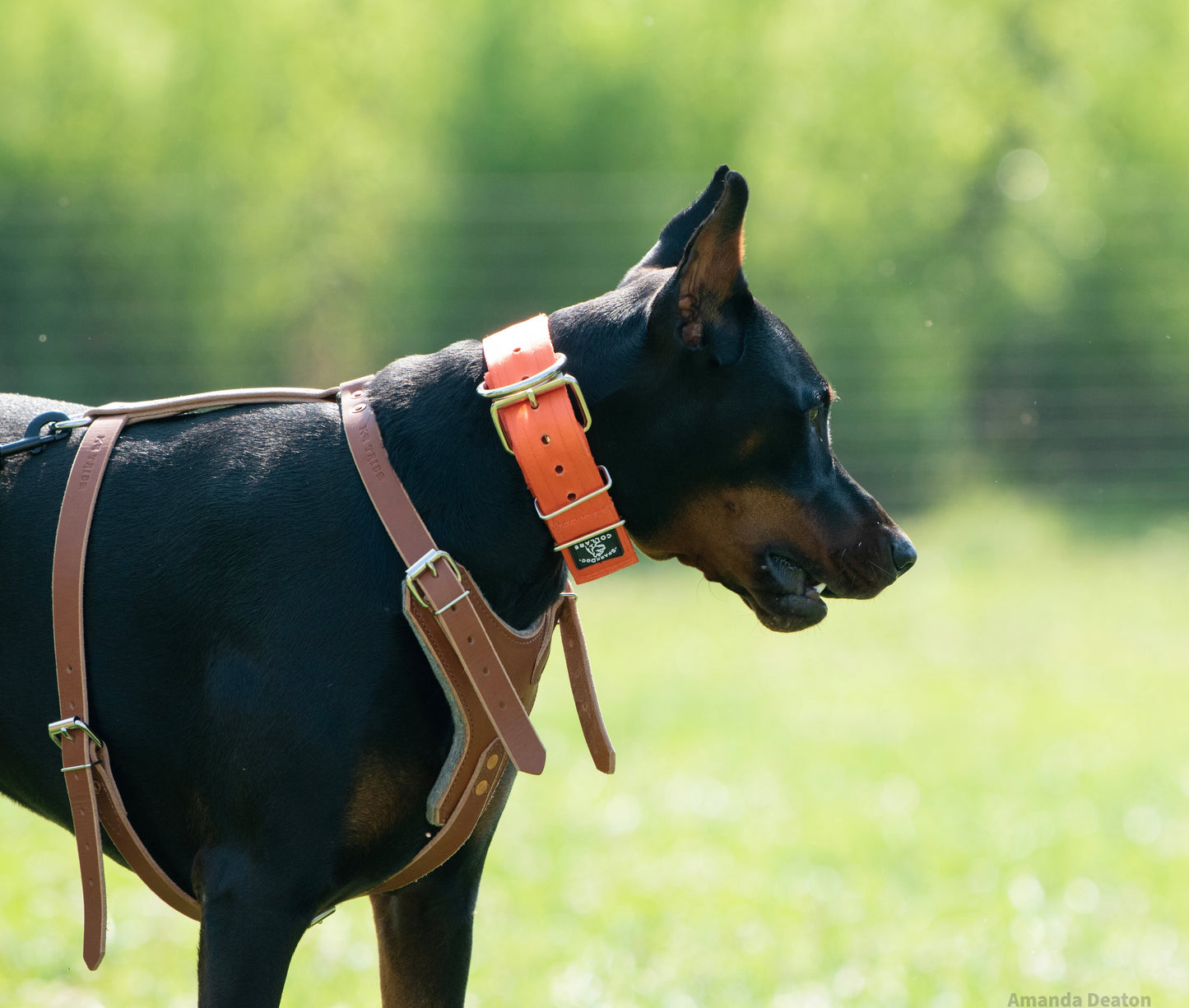 2" Padded Working Dog Collar