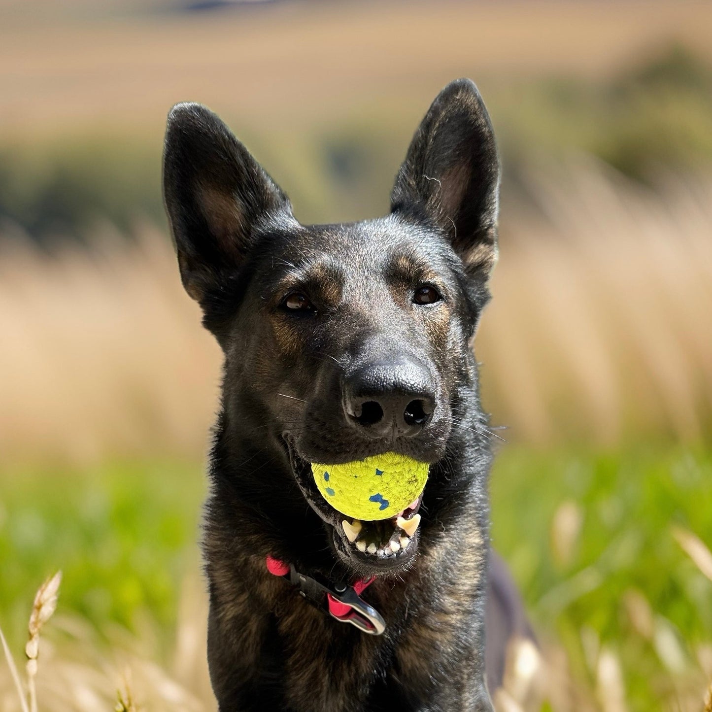 Durable Chew Balls-2pk