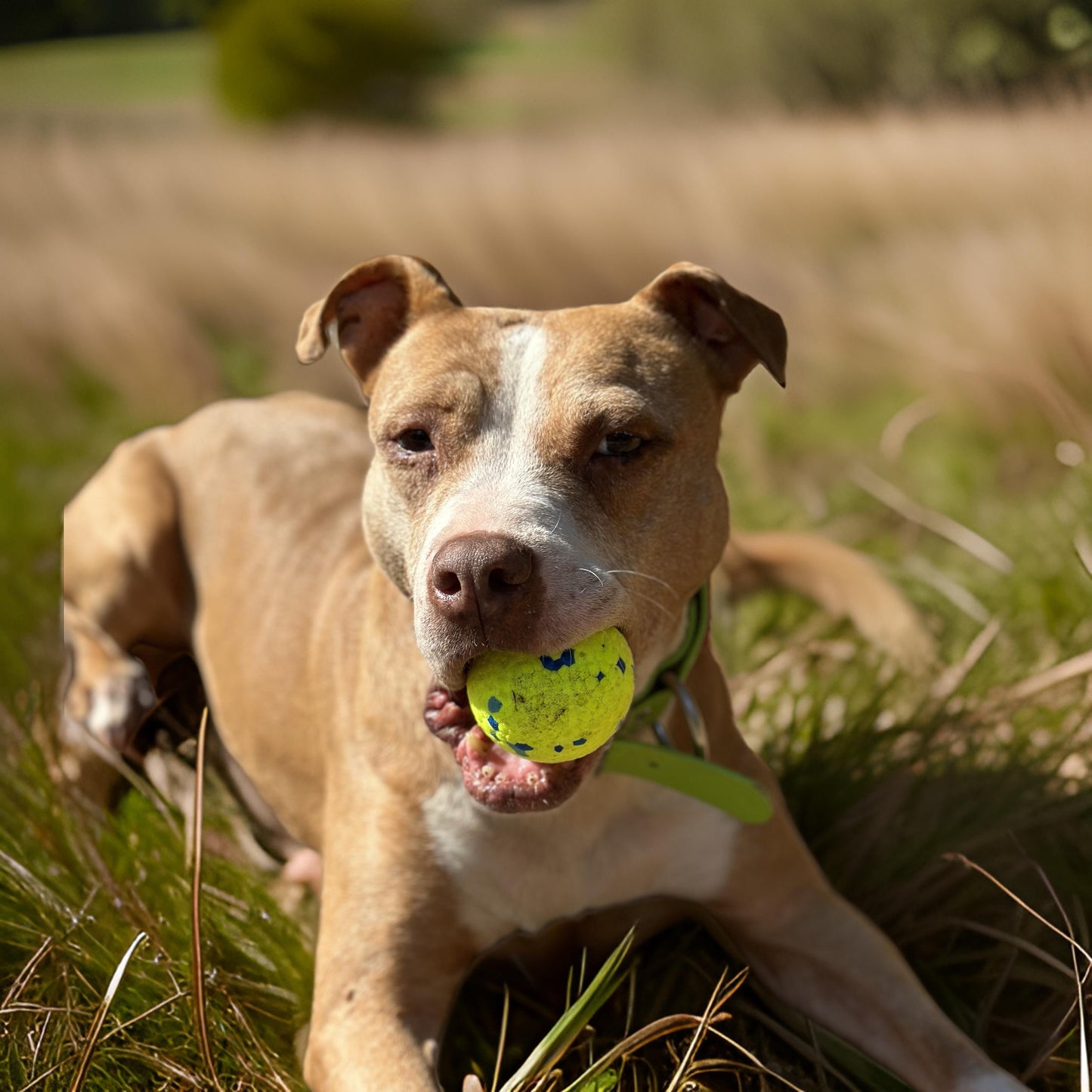 Durable Chew Balls-2pk